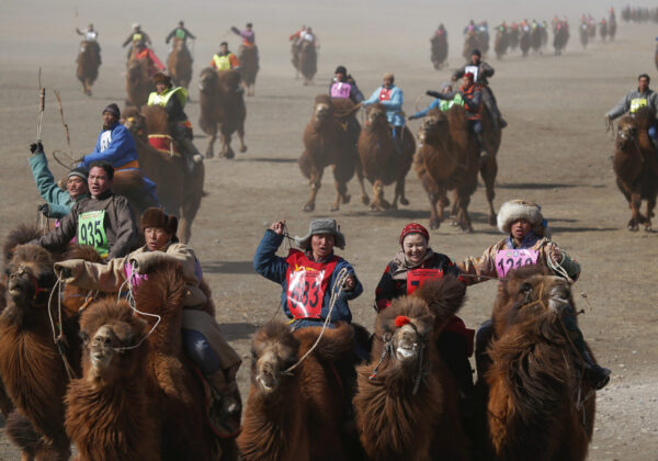 Contestants ride during a camel race at "Temeenii bayar", the Camel Festival, in Dalanzadgad, Umnugobi aimag, Mongolia, March 7, 2016. On the steppes of the Gobi Desert, the crowd urges on Bactrian camels laden down with all that's needed to build and live in a traditional Mongolian tent. Guinness World Records classes the 15 km race that's part of the two-day festival as the largest camel race in the world, drawing 1,108 participants. The winning camel romped home in 35 minutes and 12 seconds, according to the records website.  REUTERS/B. Rentsendorj SEARCH "TEMEENII BAYAR" FOR THIS STORY.   SEARCH "THE WIDER IMAGE" FOR ALL STORIES - D1BESVHVDMAE